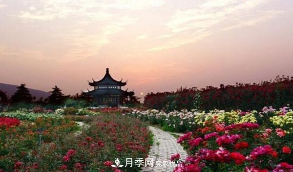 中國(guó)月季園打造“世界月季王臺(tái)”(圖1)
