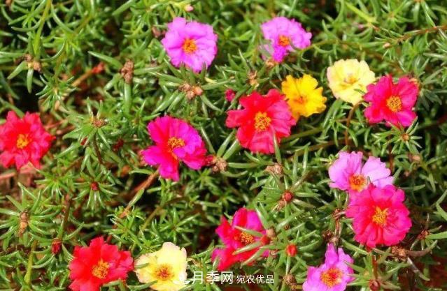8月，不要再買這3種花，賞花時(shí)間短，很不劃算(圖1)