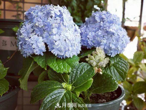 8月，不要再買這3種花，賞花時(shí)間短，很不劃算(圖2)