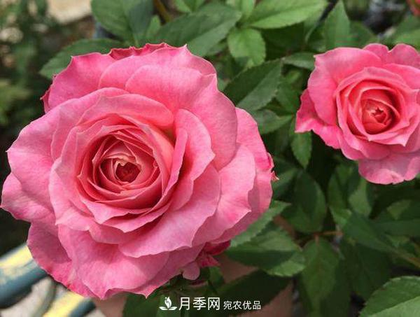 推薦適合夏天養(yǎng)的5種月季花，花量大不怕曬(圖4)