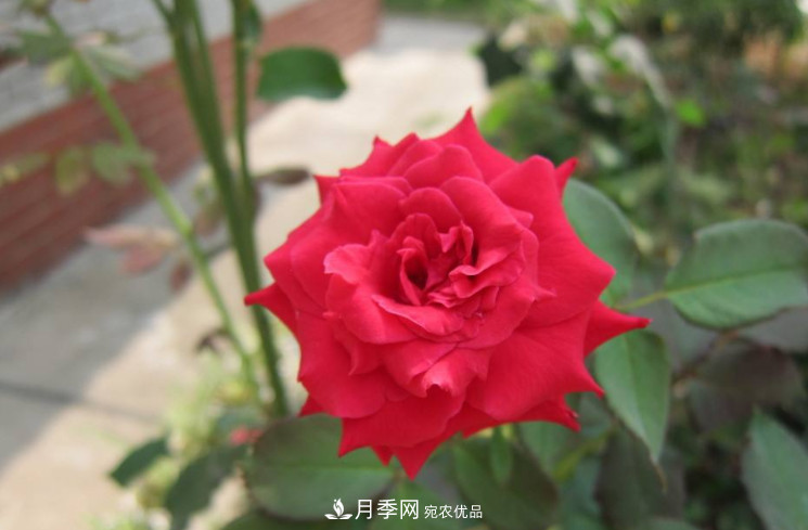 夏天月季花小又不香，5種情況看一看，您家屬于哪一種？(圖2)