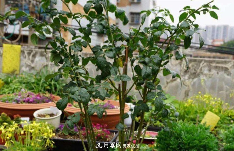 夏天月季花小又不香，5種情況看一看，您家屬于哪一種？(圖3)