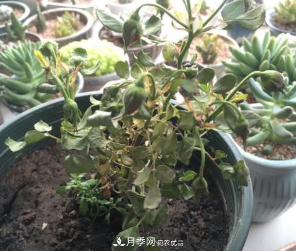 夏天月季花小又不香，5種情況看一看，您家屬于哪一種？(圖4)