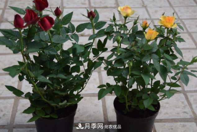 夏天月季花小又不香，5種情況看一看，您家屬于哪一種？(圖5)