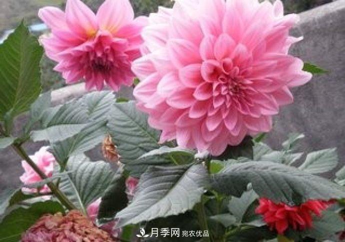 甘肅省種植月季花也能年入800萬？生意經(jīng)全在這(圖1)