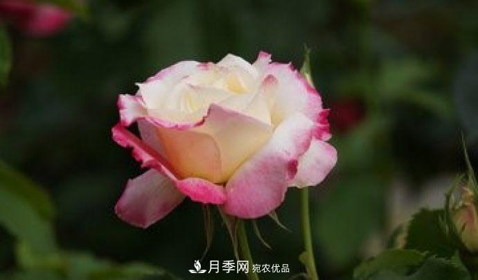 甘肅省種植月季花也能年入800萬？生意經(jīng)全在這(圖2)