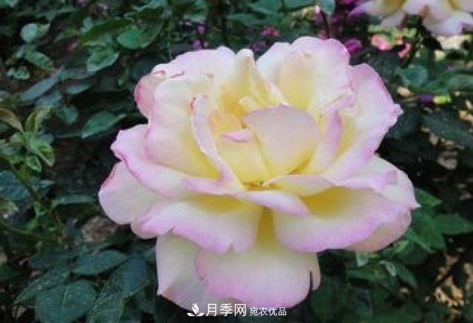 甘肅省種植月季花也能年入800萬？生意經(jīng)全在這(圖3)