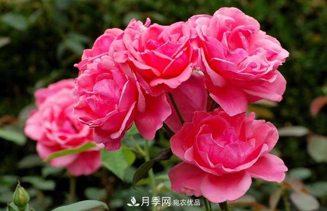 豐花月季有哪些經(jīng)典品種？(圖1)