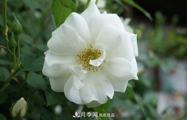 豐花月季有哪些經(jīng)典品種？(圖2)