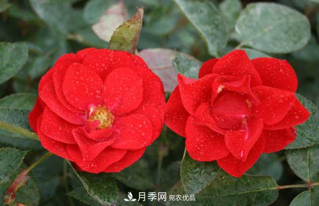 豐花月季有哪些經(jīng)典品種？(圖4)
