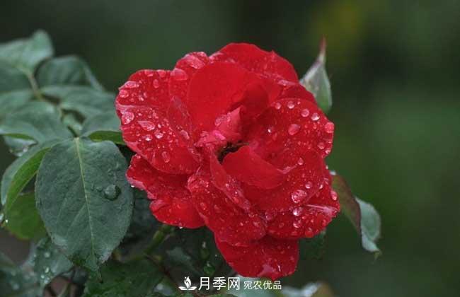 豐花月季有哪些經(jīng)典品種？(圖5)