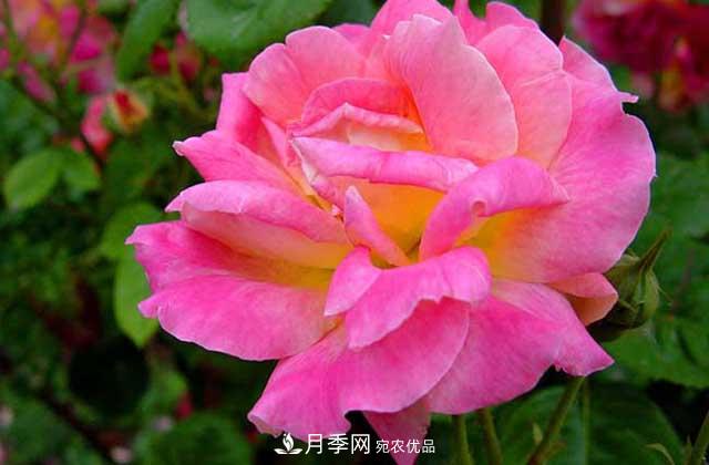 月季花的花語(yǔ)是什么？(圖1)