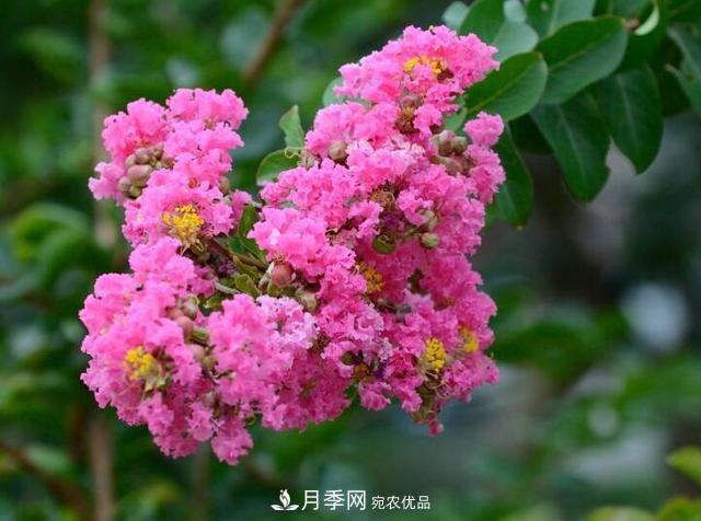 比烈日更潑辣的3種花樹，盛夏燦爛無比，你要養(yǎng)一棵嗎？(圖1)