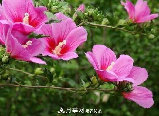 比烈日更潑辣的3種花樹，盛夏燦爛無比，你要養(yǎng)一棵嗎？(圖2)