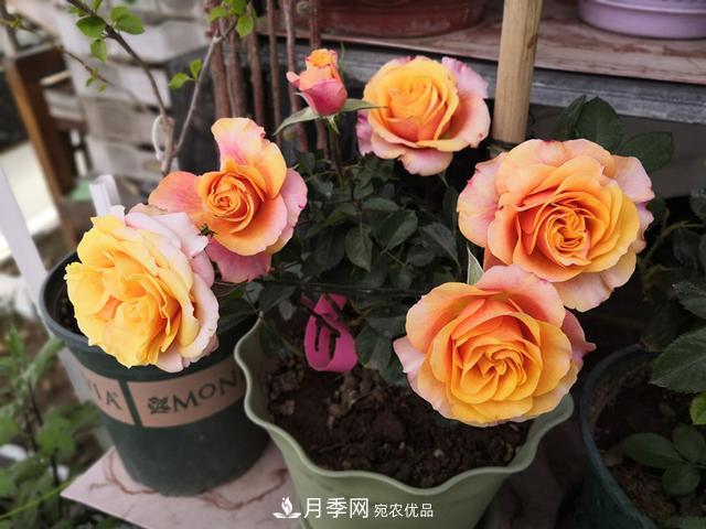 永遠的艾帕索，零差評的盆栽月季，很適合陽臺族(圖1)