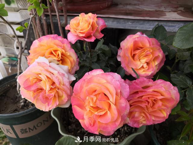 永遠的艾帕索，零差評的盆栽月季，很適合陽臺族(圖2)