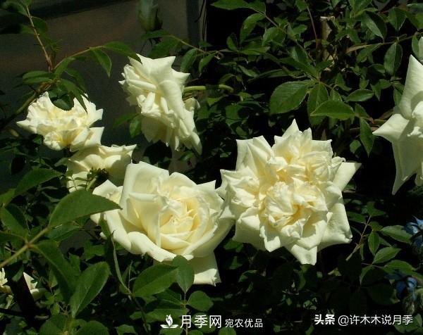 25款純正中國月季，不比外國差，今有國月更比歐月俏(圖2)