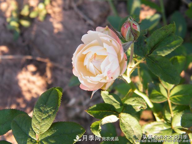 25款純正中國月季，不比外國差，今有國月更比歐月俏(圖1)