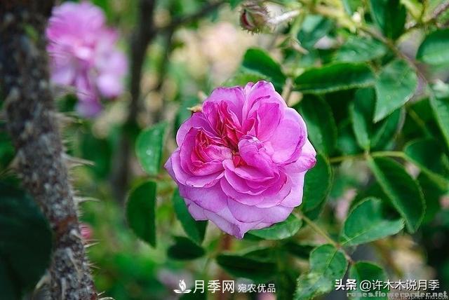 25款純正中國月季，不比外國差，今有國月更比歐月俏(圖3)