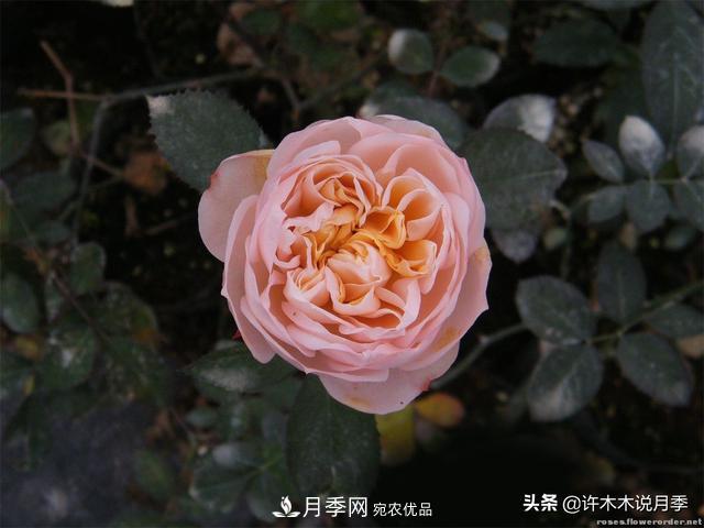 25款純正中國月季，不比外國差，今有國月更比歐月俏(圖6)