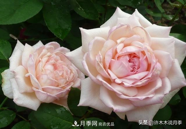 25款純正中國月季，不比外國差，今有國月更比歐月俏(圖8)
