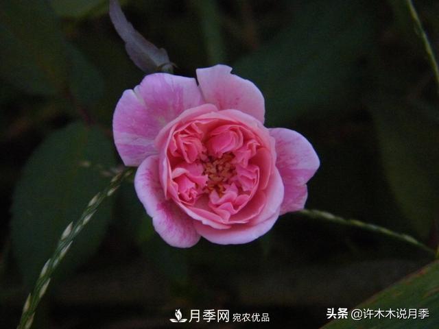 25款純正中國月季，不比外國差，今有國月更比歐月俏(圖10)