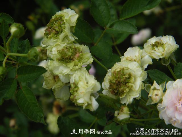 25款純正中國月季，不比外國差，今有國月更比歐月俏(圖14)