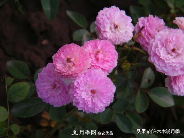 25款純正中國月季，不比外國差，今有國月更比歐月俏(圖15)