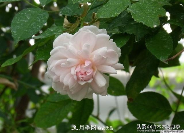 25款純正中國月季，不比外國差，今有國月更比歐月俏(圖9)
