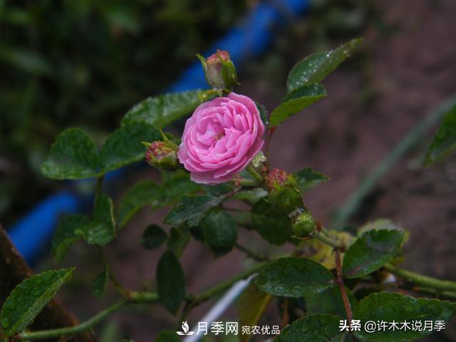 25款純正中國月季，不比外國差，今有國月更比歐月俏(圖12)