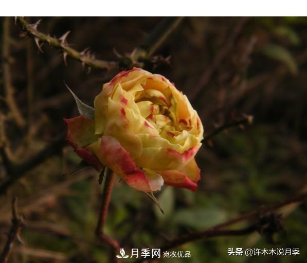 25款純正中國月季，不比外國差，今有國月更比歐月俏(圖18)