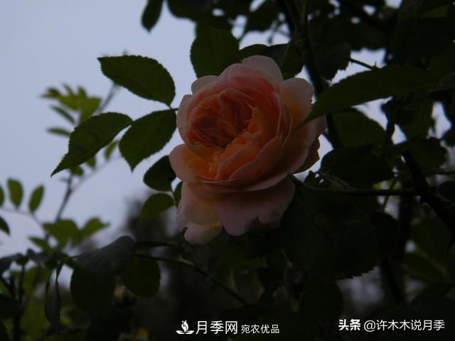 25款純正中國月季，不比外國差，今有國月更比歐月俏(圖21)