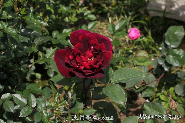 25款純正中國月季，不比外國差，今有國月更比歐月俏(圖17)