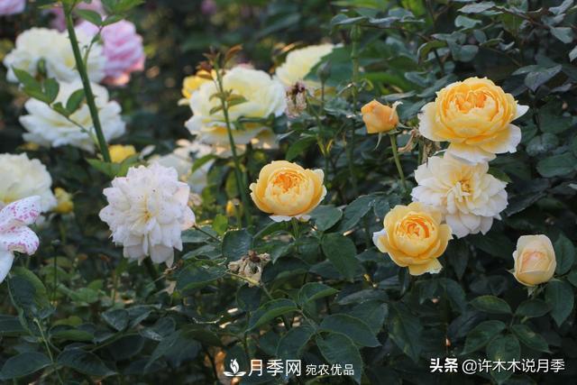 25款純正中國月季，不比外國差，今有國月更比歐月俏(圖19)