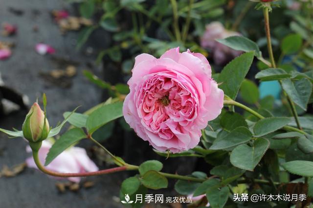 25款純正中國月季，不比外國差，今有國月更比歐月俏(圖16)