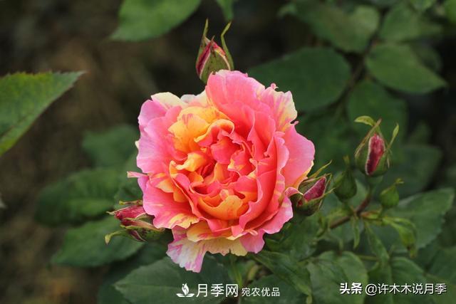 25款純正中國月季，不比外國差，今有國月更比歐月俏(圖20)