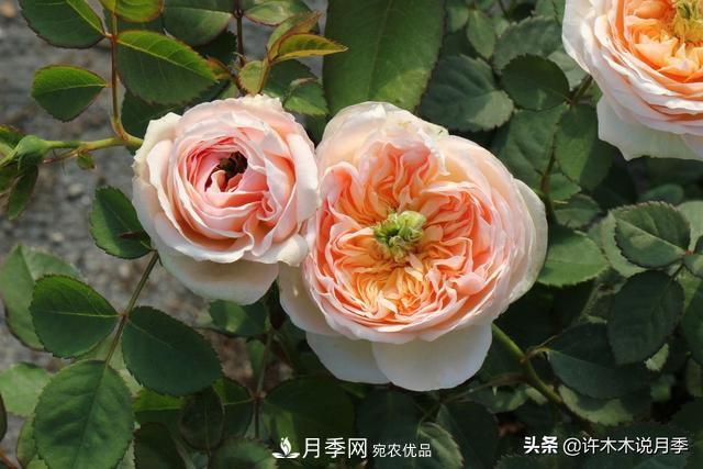 25款純正中國月季，不比外國差，今有國月更比歐月俏(圖23)