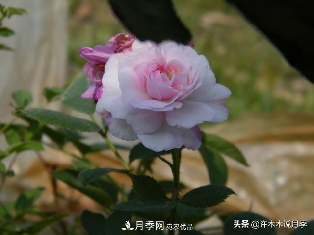 25款純正中國月季，不比外國差，今有國月更比歐月俏(圖22)