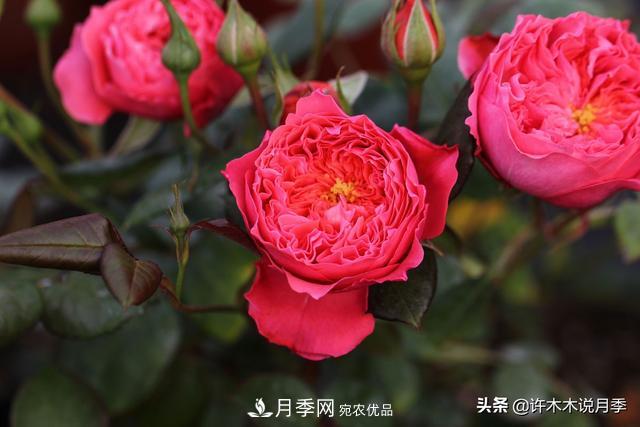25款純正中國月季，不比外國差，今有國月更比歐月俏(圖24)