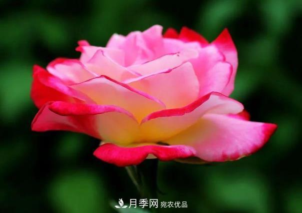 四川成都“高顏值”大花月季上街啦！(圖3)
