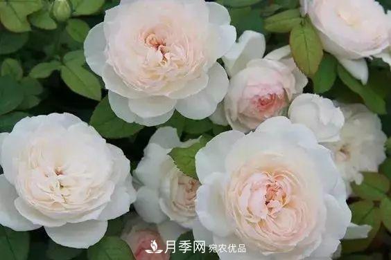 你種過(guò)***香的月季是什么香味？十款強(qiáng)香月季(圖1)