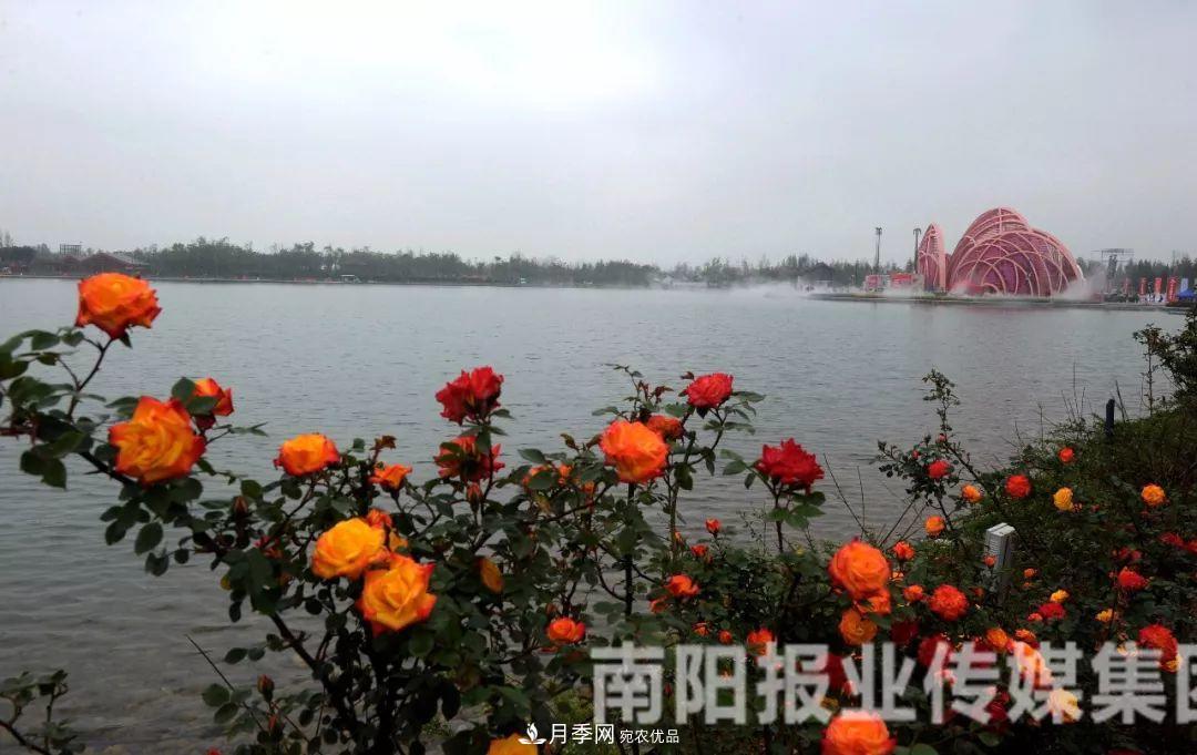 月季花美了一座城，2019世界月季洲際大會給南陽帶來了什么？(圖1)