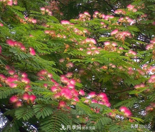 什么樣的觀賞樹種發(fā)展行情更好？(圖2)