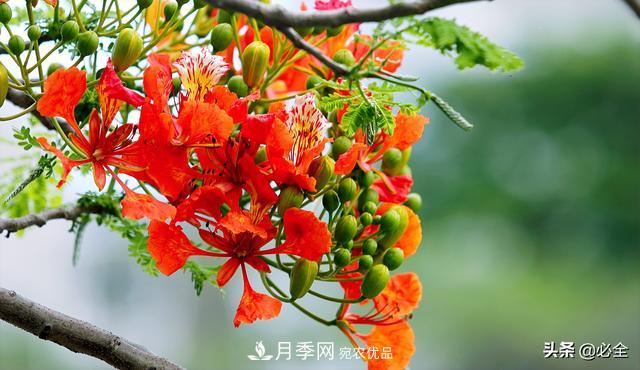 什么樣的觀賞樹種發(fā)展行情更好？(圖3)