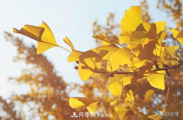 什么樣的觀賞樹種發(fā)展行情更好？(圖1)