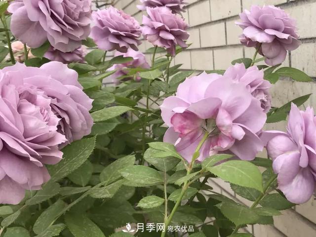 這5款不翻車的月季，誰養(yǎng)誰知道！附爆盆養(yǎng)護指南(圖1)