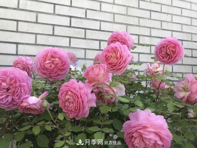 這5款不翻車的月季，誰養(yǎng)誰知道！附爆盆養(yǎng)護指南(圖3)