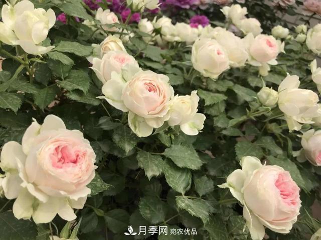 這5款不翻車的月季，誰養(yǎng)誰知道！附爆盆養(yǎng)護指南(圖2)