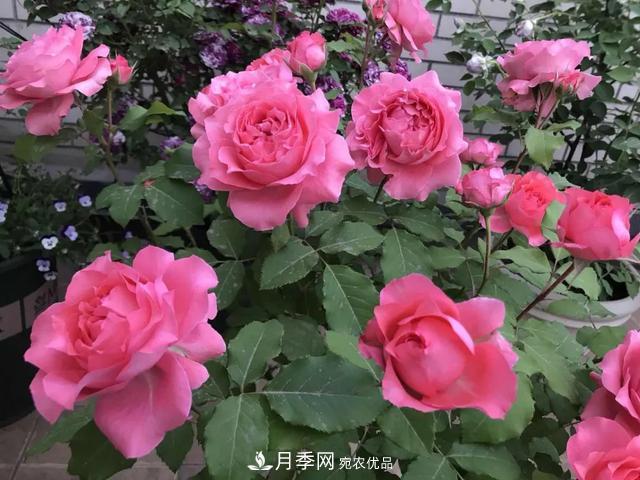 這5款不翻車的月季，誰養(yǎng)誰知道！附爆盆養(yǎng)護指南(圖4)