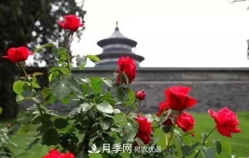 她潛心研究月季，帶領(lǐng)中國(guó)月季走向世界，被稱為“月季夫人”(圖5)